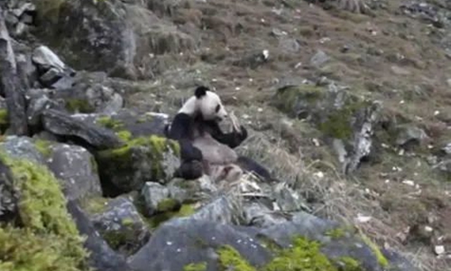  Kiểm lâm Trung Quốc bắt quả tang một con gấu trúc đang ăn thịt  - Ảnh 1.