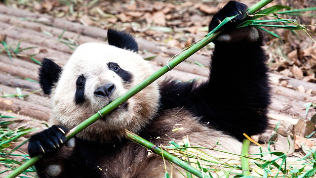  Kiểm lâm Trung Quốc bắt quả tang một con gấu trúc đang ăn thịt  - Ảnh 5.