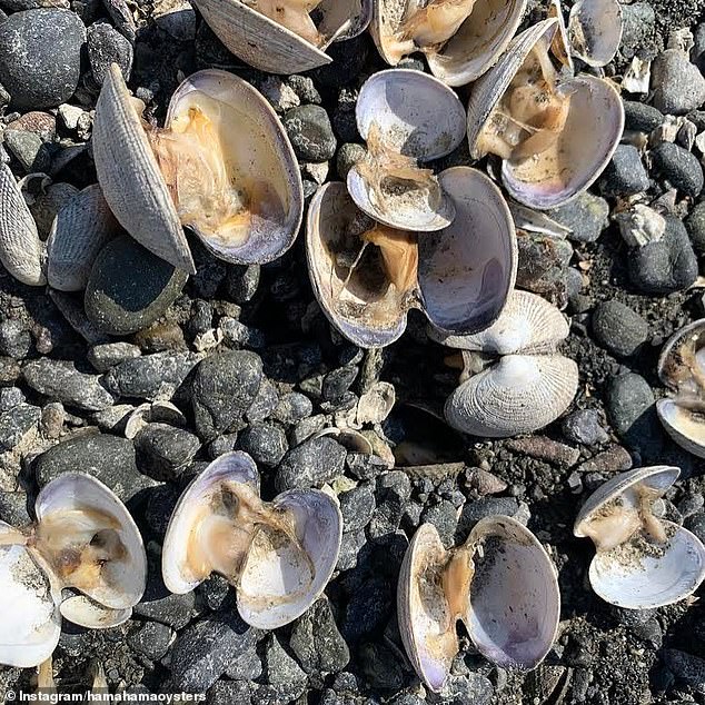 Kinh hãi vòm nhiệt nướng chín hàng tỉ sinh vật - Ảnh 3. Kinh hãi vòm nhiệt nướng chín hàng tỉ sinh vật - Ảnh 3.