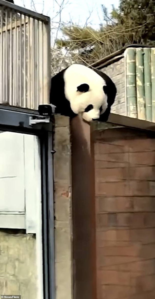 Clip: Gấu trúc hư đốn khét tiếng sở thú Bắc Kinh vượt rào bỏ trốn, khách tham quan la hét cổ vũ - Ảnh 3.