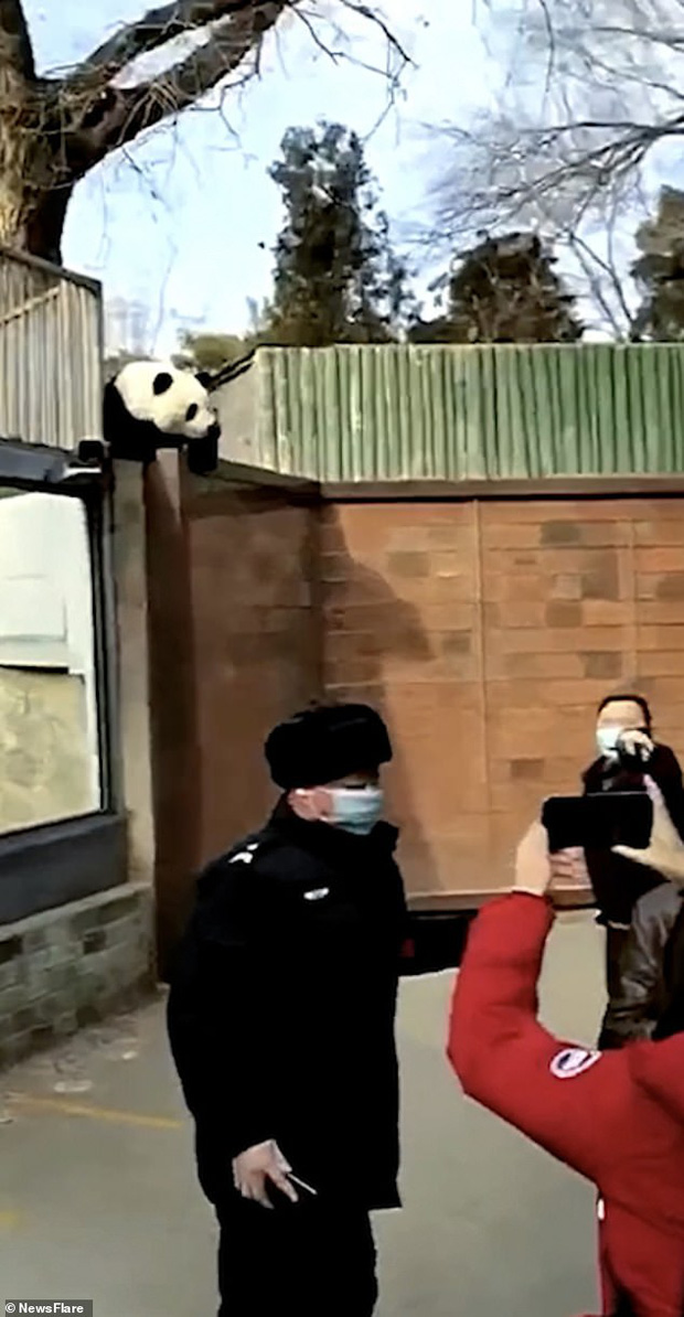 Clip: Gấu trúc hư đốn khét tiếng sở thú Bắc Kinh vượt rào bỏ trốn, khách tham quan la hét cổ vũ - Ảnh 5.