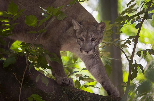 8 loài vật đang đứng trước nguy cơ tuyệt chủng vì... những con mèo - Ảnh 11.