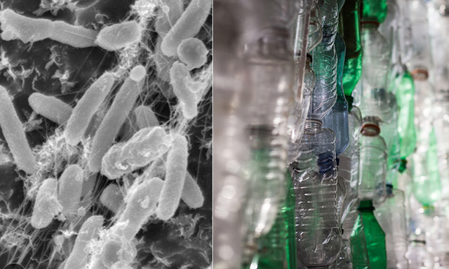 Sau 160 năm con người xả rác nhựa vào môi trường, vi khuẩn đã tiến hóa để ăn được chúng - Ảnh 4.