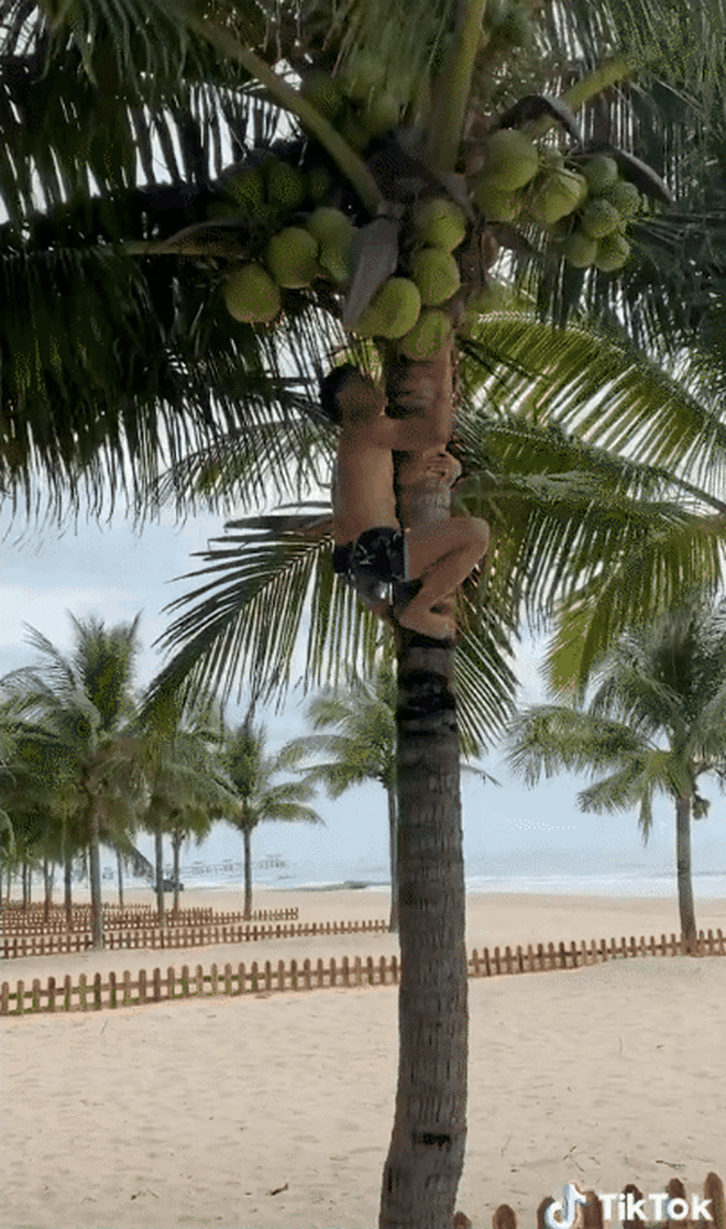 Khu resort trồng dừa bạt ngàn khiến dân mạng thích mắt, ngỡ ngàng hơn là màn trèo cây hái quả vô tư của nhóm du khách? - Ảnh 2.
