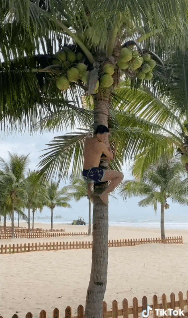 Khu resort trồng dừa bạt ngàn khiến dân mạng thích mắt, ngỡ ngàng hơn là màn trèo cây hái quả vô tư của nhóm du khách? - Ảnh 3.