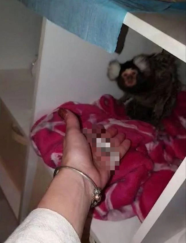 Ném khỉ xuống bồn cầu rồi mời nó dùng ma túy, người phụ nữ bị cấm nuôi thú cưng suốt đời - Ảnh 2.