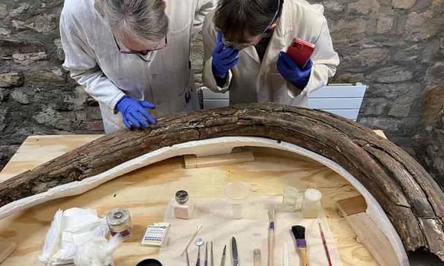 Hóa thạch voi ma mút kỷ băng hà được khai quật ở Cotswolds sau 220.000 năm - Ảnh 4.