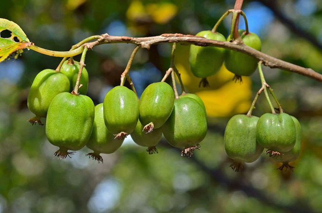 Có một loại quả gây lú vì thoạt nhìn tựa như nhót đến lúc bổ ra lại giống kiwi, rốt cuộc tên của nó là gì? - Ảnh 2.