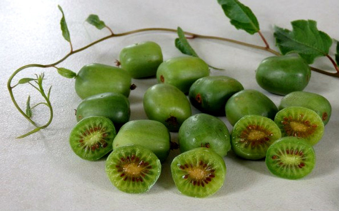 Có một loại quả gây lú vì thoạt nhìn tựa như nhót đến lúc bổ ra lại giống kiwi, rốt cuộc tên của nó là gì? - Ảnh 7.