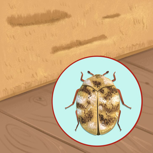 Thấy 7 dấu hiệu này chứng tỏ sâu bọ, côn trùng đang ngấm ngầm xâm chiếm nhà bạn, nhiều loài mắt thường khó phát hiện - Ảnh 4.