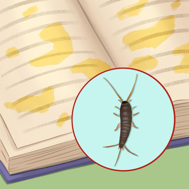 Thấy 7 dấu hiệu này chứng tỏ sâu bọ, côn trùng đang ngấm ngầm xâm chiếm nhà bạn, nhiều loài mắt thường khó phát hiện - Ảnh 7.