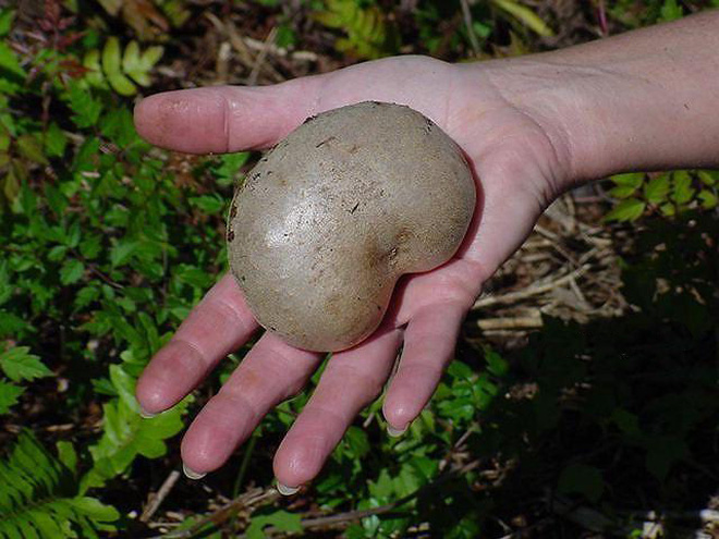  Việt Nam có loại khoai tây mọc trong không khí, dân tình khen ngon nhưng các nhà khoa học lại khuyến cáo không dùng bừa bãi - Ảnh 2.