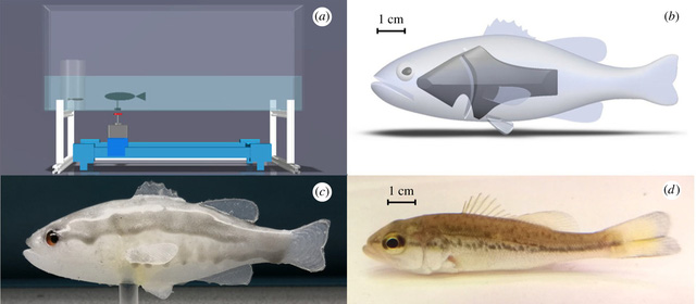 Dùng cá robot để gieo rắc kinh hoàng cho cá gây hại - Ảnh 2.