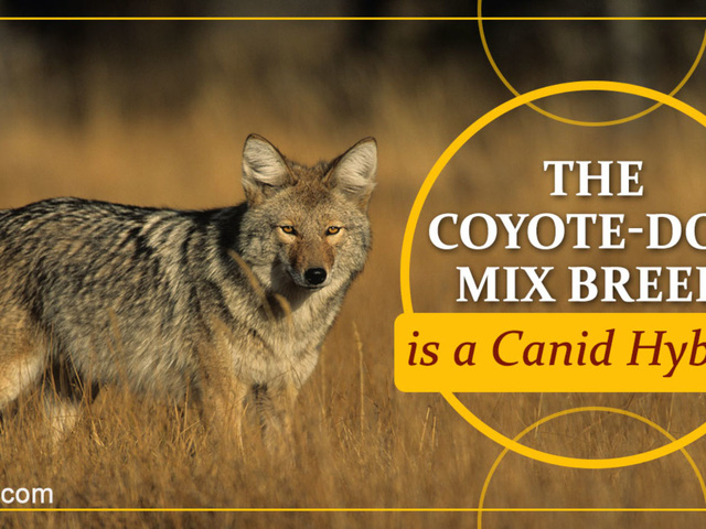 Loài sói này đang dần tiến hóa để thành chó và xâm chiếm toàn bộ Bắc Mỹ - Ảnh 17.