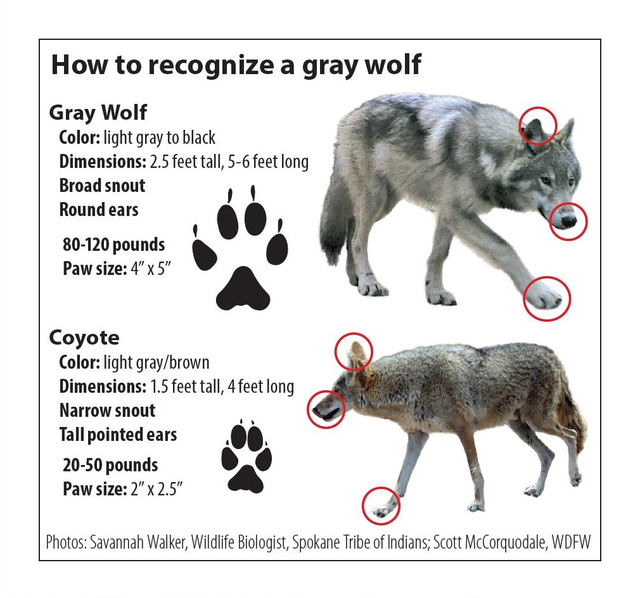 Loài sói này đang dần tiến hóa để thành chó và xâm chiếm toàn bộ Bắc Mỹ - Ảnh 5.