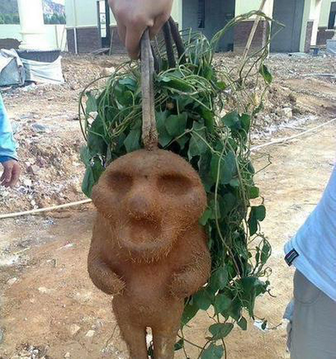  Việt Nam có loại khoai tây mọc trong không khí, dân tình khen ngon nhưng các nhà khoa học lại khuyến cáo không dùng bừa bãi - Ảnh 4.