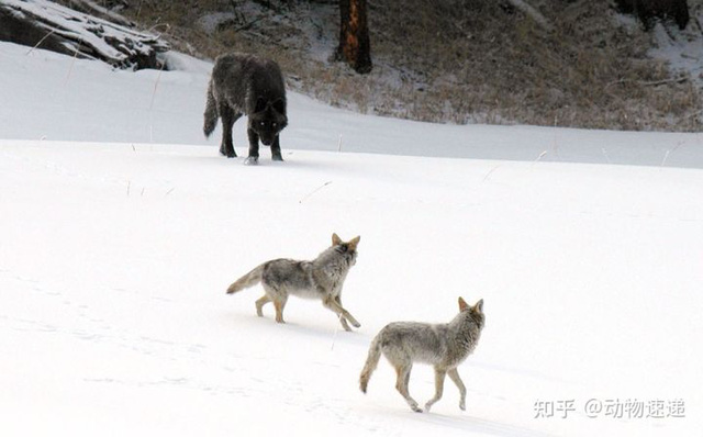 Loài sói này đang dần tiến hóa để thành chó và xâm chiếm toàn bộ Bắc Mỹ - Ảnh 13.