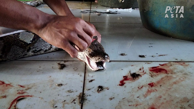 Clip: Bên trong lò giết mổ tại Indonesia chuyên cung cấp da bò sát cho Louis Vuitton, Gucci - Ảnh 9.