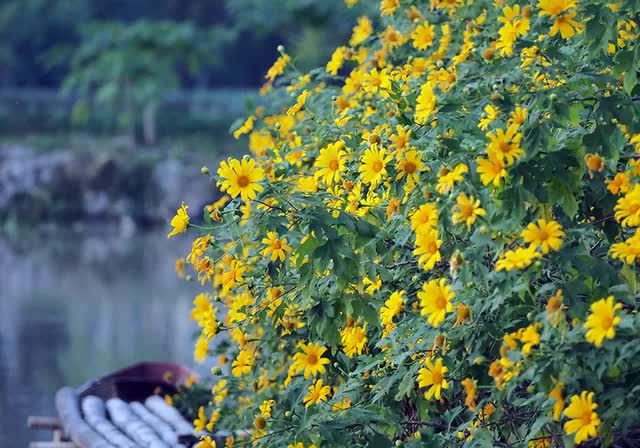 Nhổ sen để trồng dã quỳ, anh nông dân giữa lòng Hà Nội thu tiền triệu mỗi ngày, “sống khỏe” qua mùa COVID-19 - Ảnh 7.