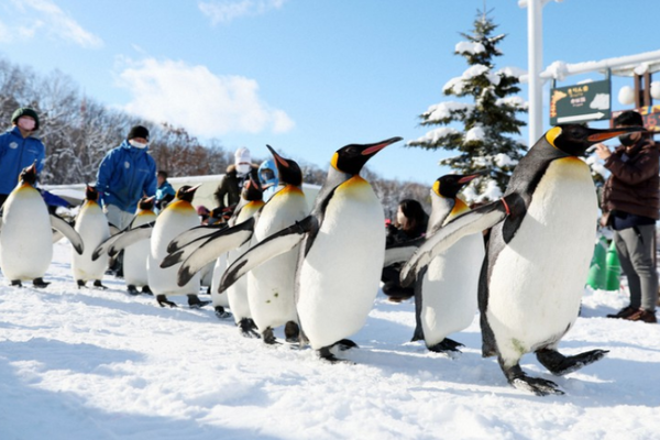 Màn trình diễn chim cánh cụt đi bộ nổi tiếng ở Nhật Bản - Ảnh 1.