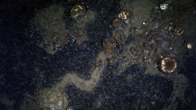  10 sinh vật kỳ lạ được tìm thấy dưới đáy biển sâu trong năm 2021  - Ảnh 11.