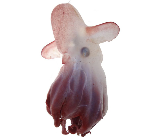  10 sinh vật kỳ lạ được tìm thấy dưới đáy biển sâu trong năm 2021  - Ảnh 5.
