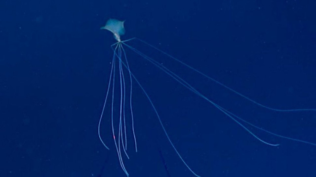 10 sinh vật kỳ lạ được tìm thấy dưới đáy biển sâu trong năm 2021 - Ảnh 7.