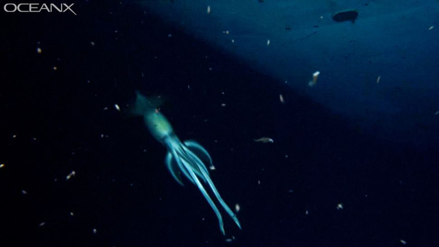  10 sinh vật kỳ lạ được tìm thấy dưới đáy biển sâu trong năm 2021  - Ảnh 9.