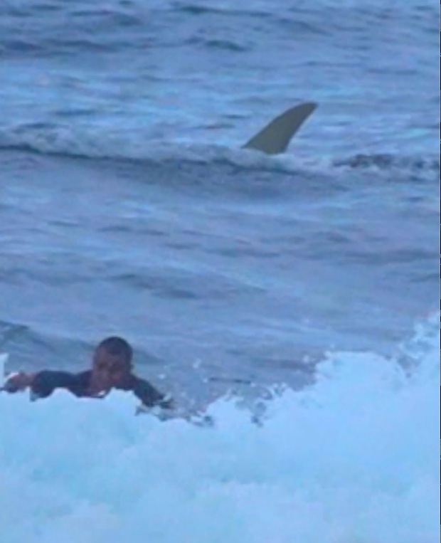 Clip: Thót tim cảnh cá mập trắng khổng lồ rượt đuổi khiến người lướt sóng cuống cuồng tìm cách bơi vào bờ - Ảnh 4.
