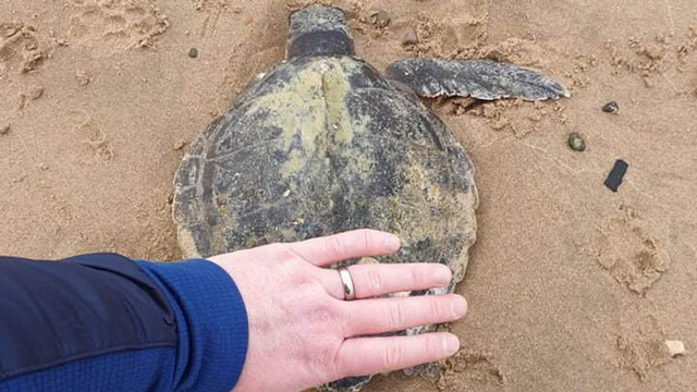 Rùa biển quý hiếm nhất thế giới dạt vào bãi biển xứ Wales sau cơn bão Arwen - Ảnh 5.