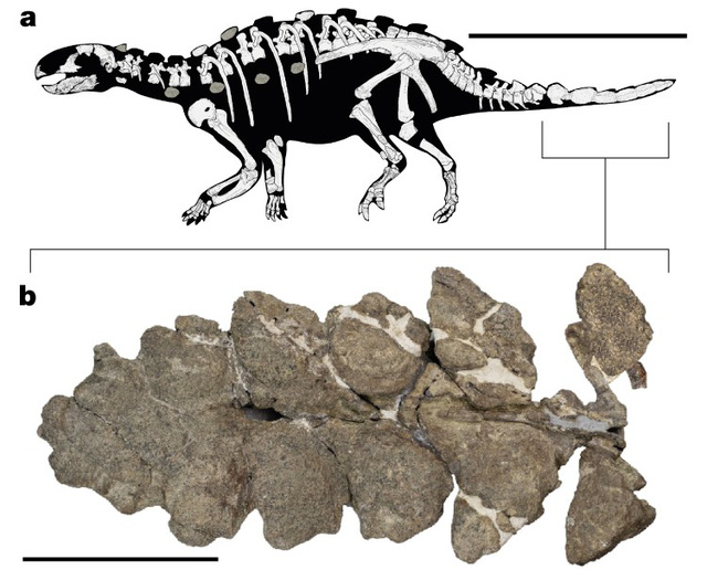 Lần đầu tiên phát hiện một loài khủng long có vũ khí chém - Ảnh 2.