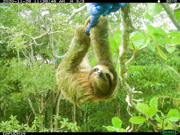 Thấy những con lười đi bộ qua đường chậm quá, Costa Rica đã xây 130 chiếc cầu vượt dành cho chúng - Ảnh 6.