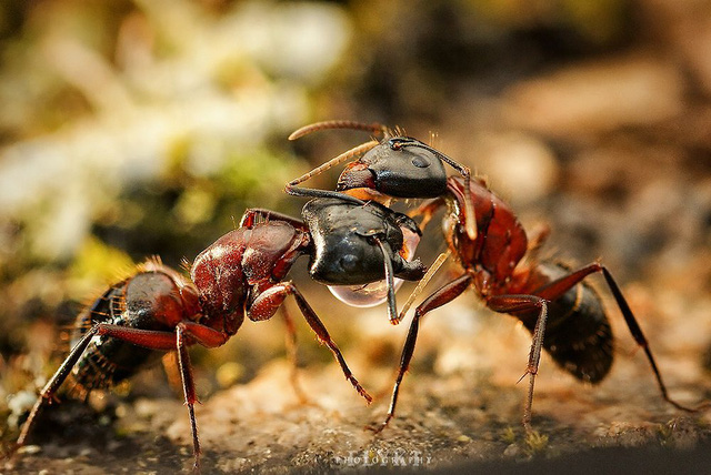 Miệng kề miệng, loài kiến không hôn nhau mà đang nôn vào miệng nhau để hình thành quan hệ xã hội - Ảnh 3.