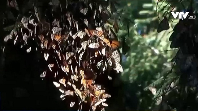 Hàng triệu con bướm vua di cư tới Mexico - Ảnh 3.