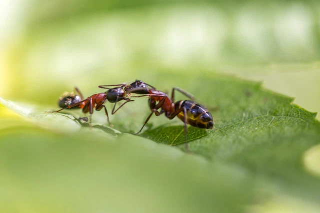 Miệng kề miệng, loài kiến không hôn nhau mà đang nôn vào miệng nhau để hình thành quan hệ xã hội - Ảnh 4.