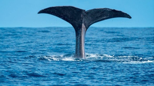 Hy hữu phát hiện cá voi sát thủ ngoài khơi bờ biển Jamaica - Ảnh 1.
