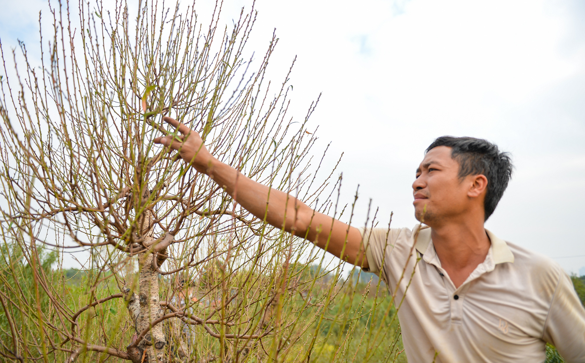 Dân làng Nhật Tân chi hàng tỷ đồng trồng đào Tết, nơm nớp lo thua lỗ