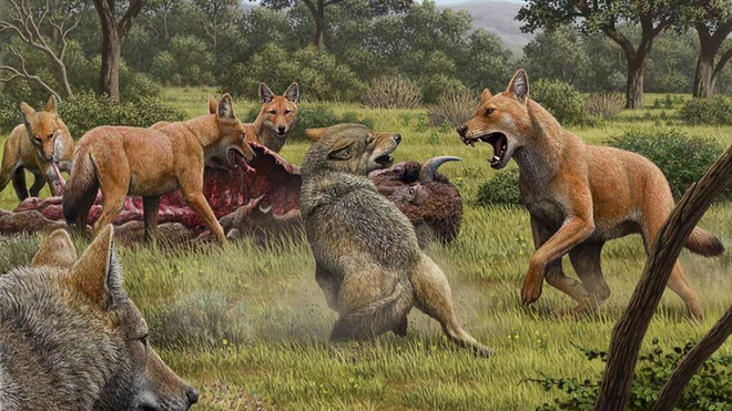 Giới nghiên cứu đã nhầm, Dire Wolves hoàn toàn không phải là sói - Ảnh 1.