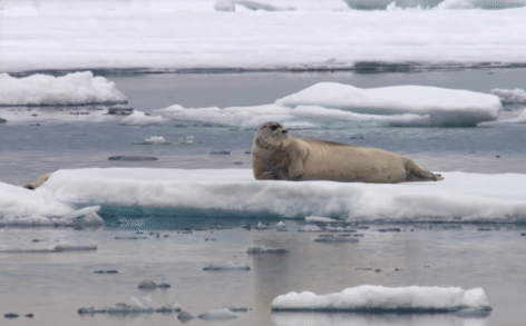 Gấu Bắc Cực dù đói đến 'da bọc xương' vẫn tấn công hải cẩu, bất ngờ đến tận phút chót!