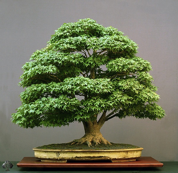 Top 10 cây Bonsai đẹp nhất thế giới - Ảnh 9.