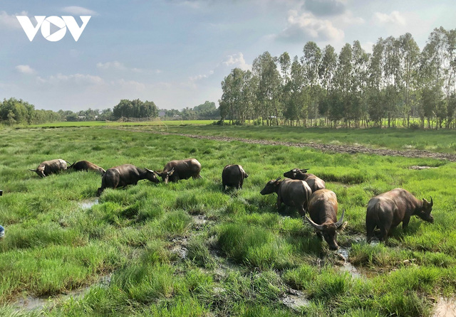  Năm Sửu thăm “Vua trâu” miền Tây  - Ảnh 4.