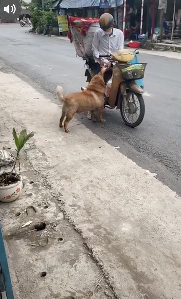 Chú chó mua bánh mì thiếu một cách uy tín khiến nhiều người phát cuồng: Chắc là mối ruột của chú bán bánh mì rồi! - Ảnh 2.