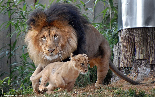 Bức ảnh chứng minh câu nói Nhà là phải có nóc của gia đình sư tử khiến dân mạng được phen cười nghiêng ngả còn chị em tâm đắc lắm! - Ảnh 2.