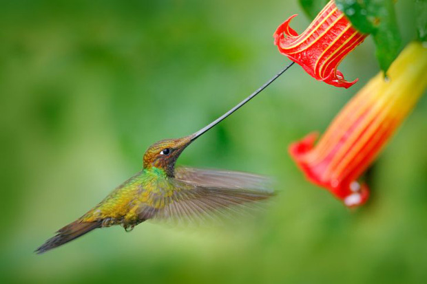 Những sự thật khó tin về các loài động vật cho chúng ta thấy mẹ thiên nhiên quả thực đã sáng tạo đến mức nào - Ảnh 2.