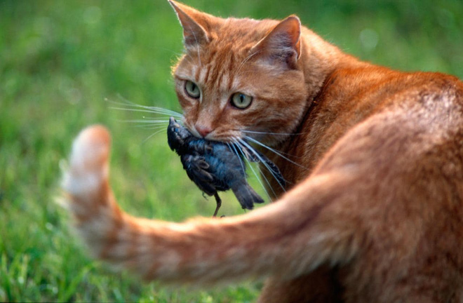 Tìm ra giải pháp khoa học khiến mèo bớt tha mấy con vật chết về nhà - Ảnh 2.