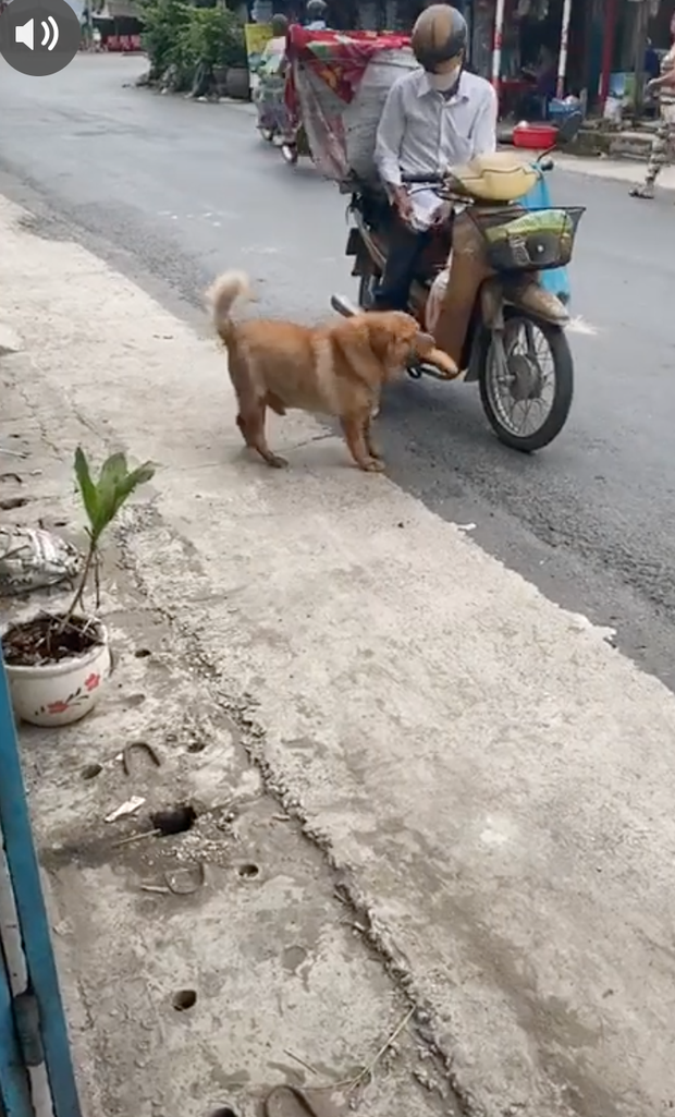 Chú chó mua bánh mì thiếu một cách uy tín khiến nhiều người phát cuồng: Chắc là mối ruột của chú bán bánh mì rồi! - Ảnh 3.