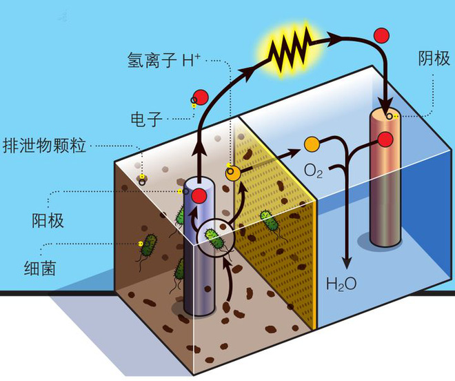 Phân cá có thể sẽ trở thành nguồn năng lượng mới cho robot hoạt động dưới nước - Ảnh 3.