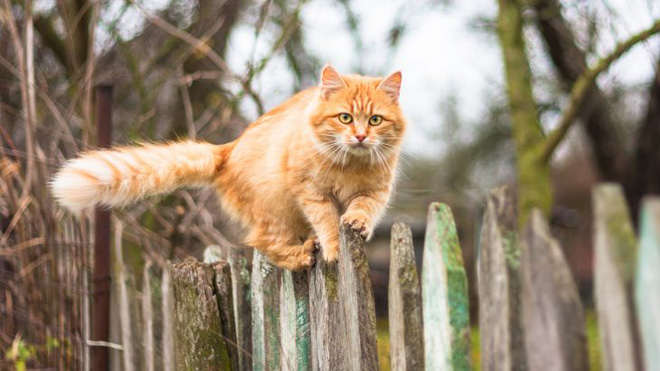 Tìm ra giải pháp khoa học khiến mèo bớt tha mấy con vật chết về nhà - Ảnh 4.