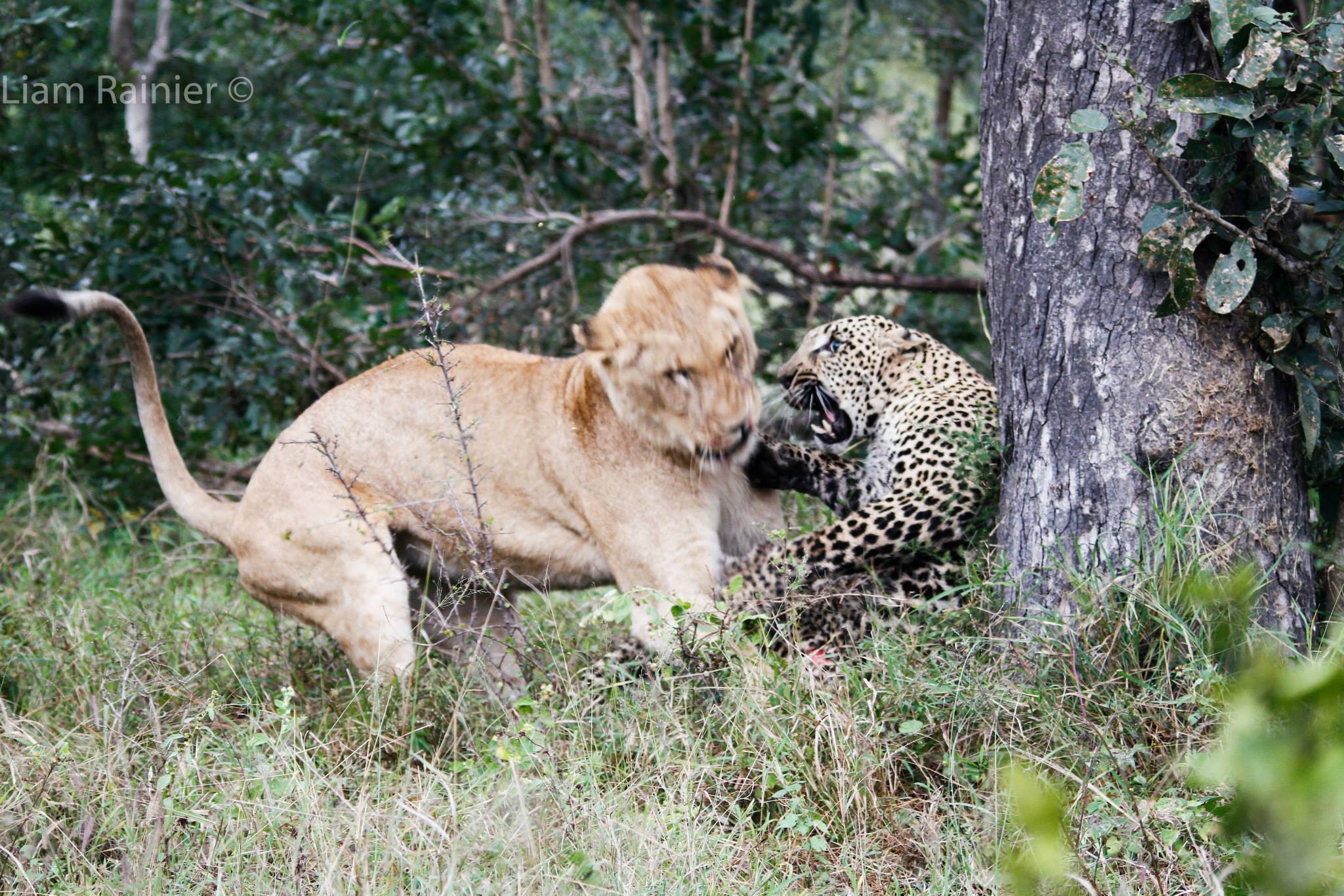 Можно ли лев. Леопард гепард львица. Leopard vs Lion. Гепард против тигра. Лев против леопарда.