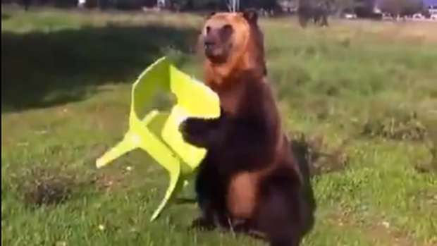 Một Gấu trong công viên đang ăn một trái cây đầy màu sắc. Điều này tưởng chừng như không thể sẽ khiến bạn cười lên, nhưng bạn sẽ bất ngờ khi thấy màn trình diễn vui nhộn của chú gấu này.